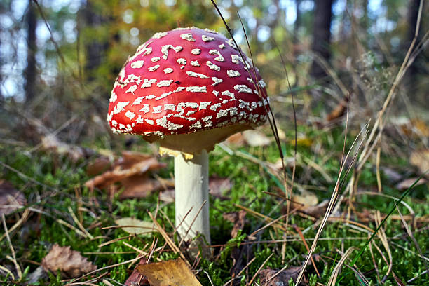 istock Closeup of toadstool fungus among forest heather bushes during autumn 2233978030