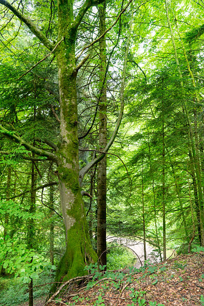 Green forest paths in Black Forest Germany showing trees vegetation and natural landscape for tourism and hiking
