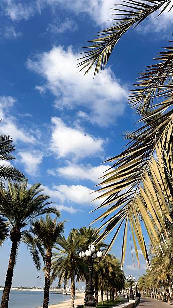 istock Palm trees against blue tropical sky 2233980200