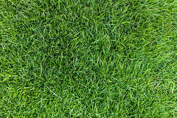 istock Healthy Green Grass Top Down View. Vibrant Green Lawn Texture Background. 2233981657