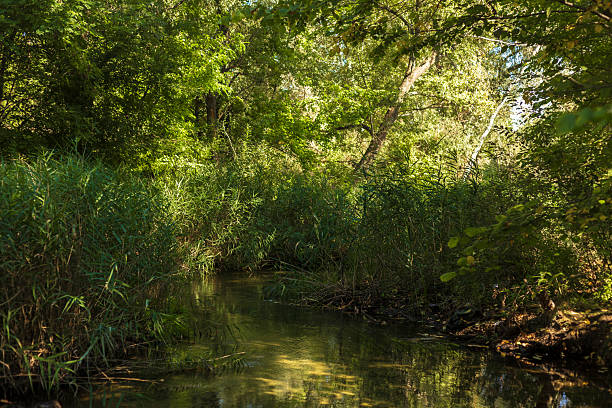 istock Autumn Lake with Flowers and Wildlife 2233981707