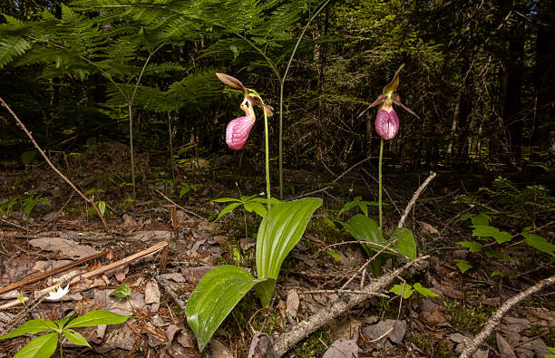 istock Pink Lady's Slipper 2233981823