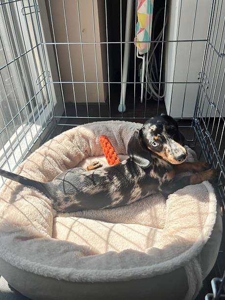 istock Playful Dachshund Puppy Resting in Soft Dog Bed Inside Crate 2233983331