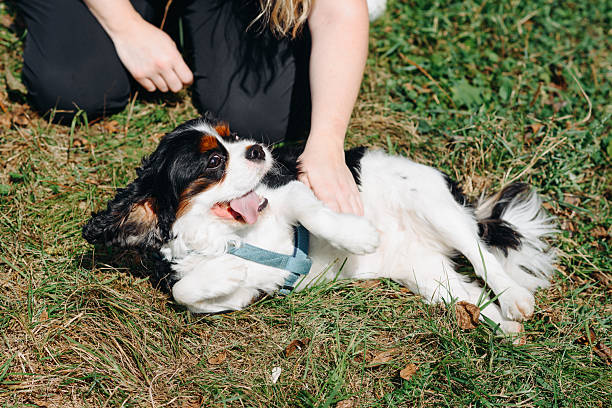 istock black and white Cavalier King Charles Spaniel dog lying on green grass in park 2233984772