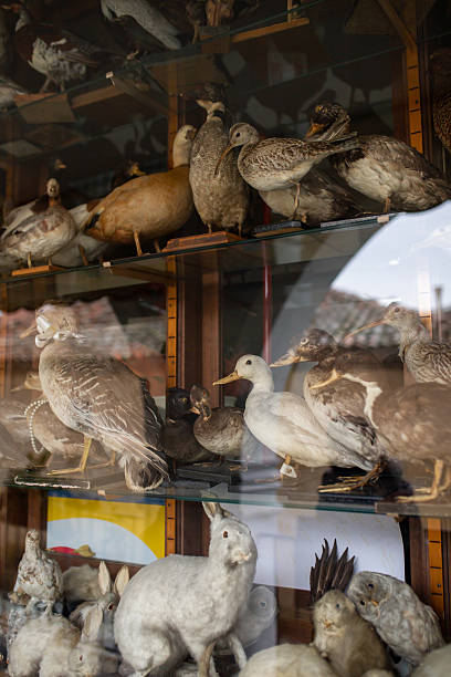 Taxidermy animals in a shop window
