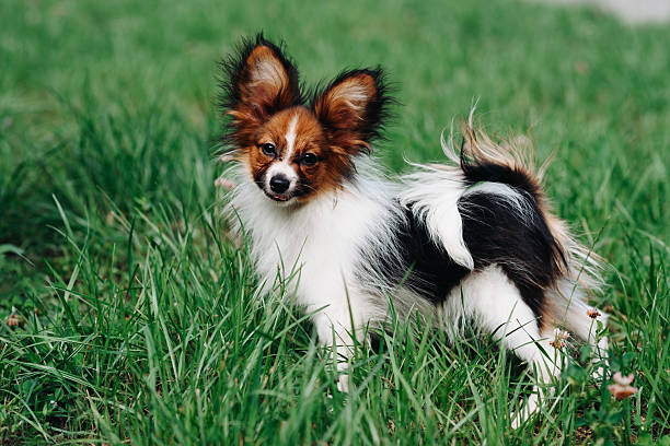 istock cute young red and white papillon dog walks in park in summer 2233986149
