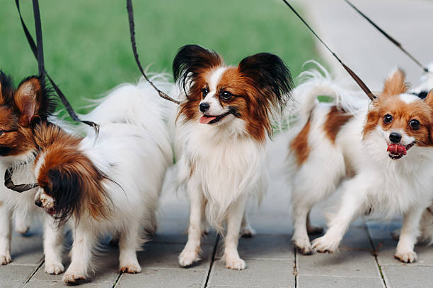 istock cute red and white papillon dogs walk in park in summer 2233986151