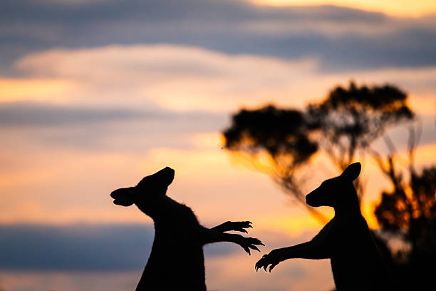 Eastern grey kangaroo’s in the wild