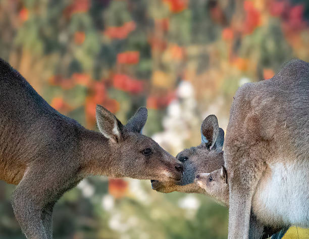 istock Three Kangaroos Interacting in Natural Habitat 2233987536