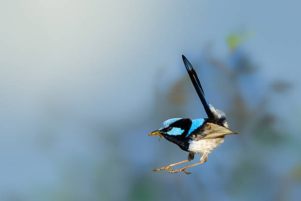 Superb Fairy Wren  with vivid blue and black plumage and a long tail captured mid-flight. The bird is holding an insect in its beak against a softly blurred natural background, highlighting dynamic wildlife behavior.