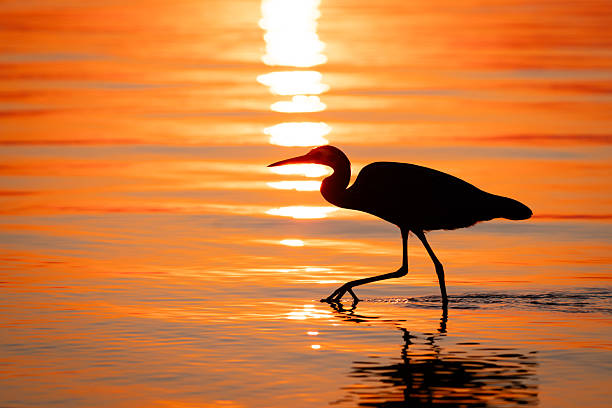 istock Silhouette of Heron Walking on Water at Sunset 2233987865