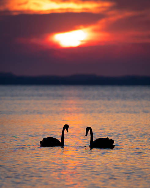 istock Black Swan Swimming at Sunset with Vibrant Reflections 2233987875