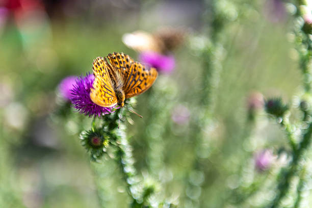 Close-up of a high brown fritillary -Fabriciana adippe- sitting on a flower in the mountain meadows of northern Kyrgyzstan.