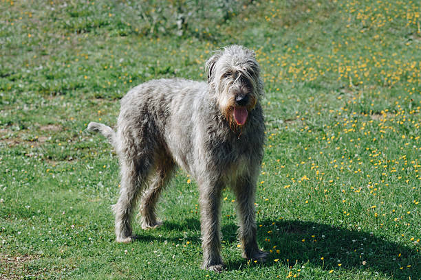 istock Irish Wolfhound dog on green grass in summer 2233988988