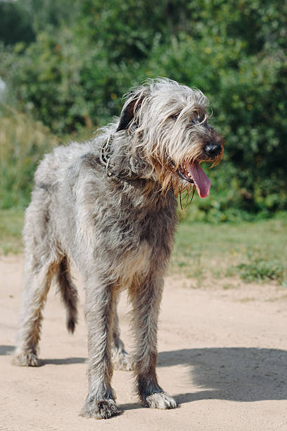 istock Irish Wolfhound dog on green grass in summer 2233989012
