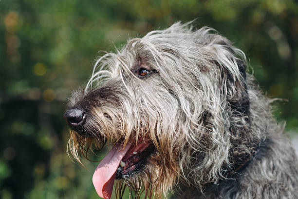 istock Irish Wolfhound dog on green grass in summer 2233989043