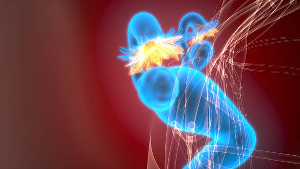 istock Female reproductive system anatomy. 3d illustrations 2233989968