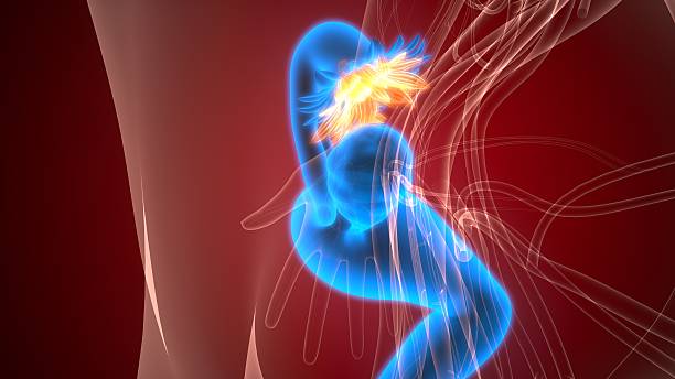 istock Female reproductive system anatomy. 3d illustrations 2233990117