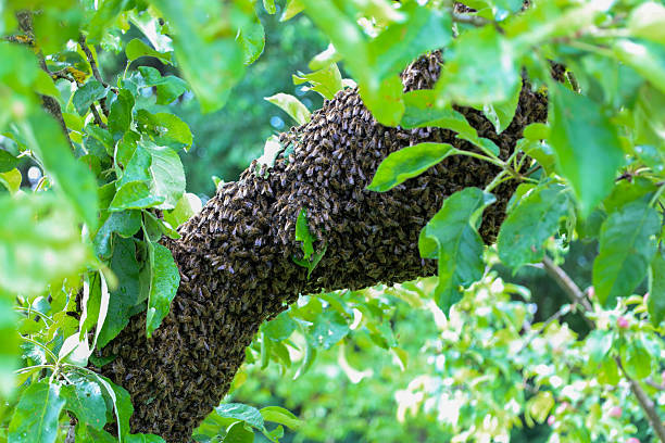 istock ​A huge swarm of bees has covered a thick branch of a fruit tree, densely covering its surface. Surrounded by fresh green leaves, the insects form a dense living mass, indicating a natural migration. 2233992783
