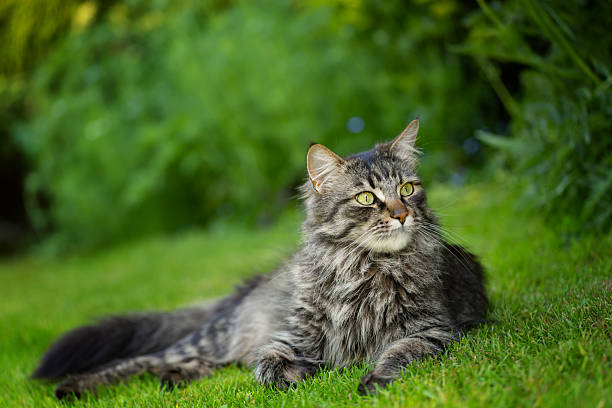 istock A majestic purebred cat basking in the sun on green grass 2233992849