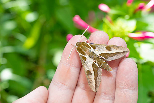 istock Hyles euphorbiae moth - spurge hawk-moth 2233994419