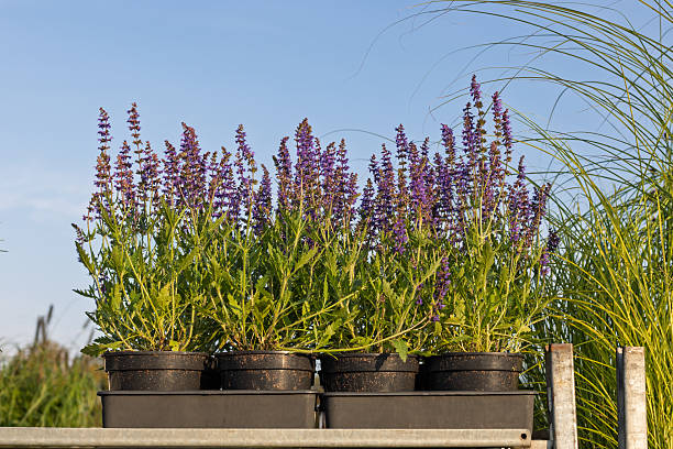 istock Potted purple salvia plants on shelf 2233995824