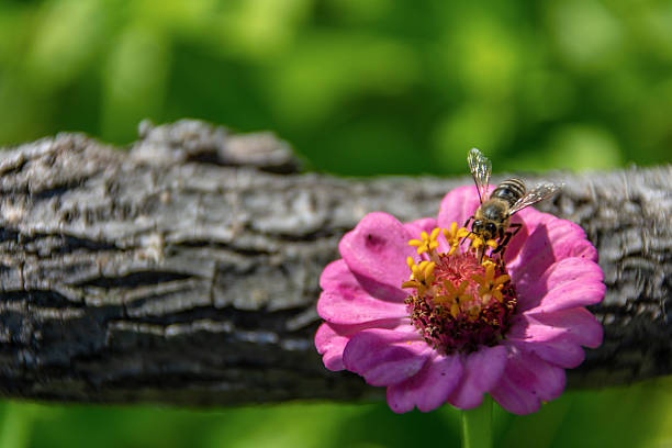 A bee pollinates pink garden flower stock photo