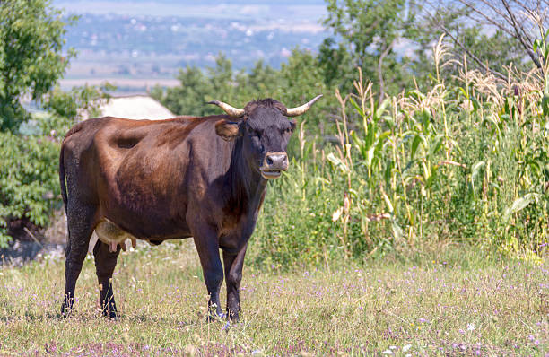 Brown dairy cow during free grazing stock photo