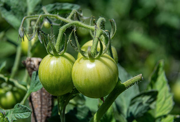 Growing yellow, orange and red variegated tomatoes stock photo