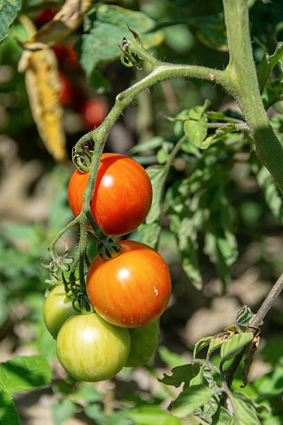 Growing yellow, orange and red variegated tomatoes stock photo