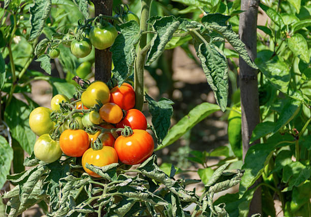 Growing yellow, orange and red variegated tomatoes stock photo