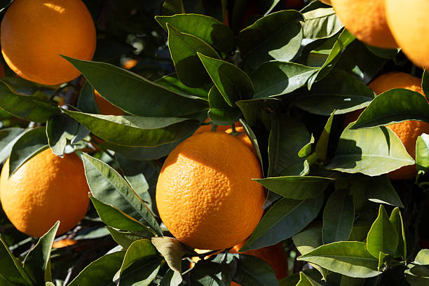 istock Oranges field in Sicily farm 2233997390