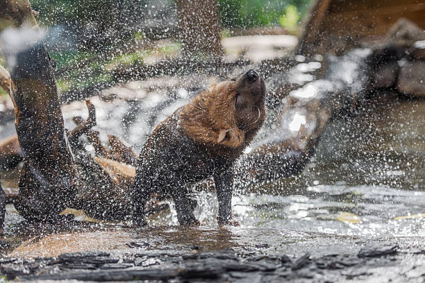A wet wild brown raccoon or  Procyon lotor comes out of the water on a lake, Sofia, Bulgaria