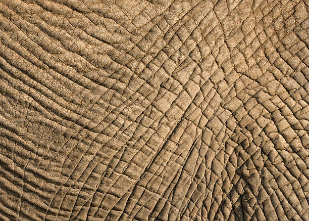 istock African Elephant Skin detail 2234003842
