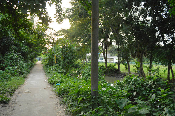 istock Village road covered with trees and beautiful nature . 2234003864