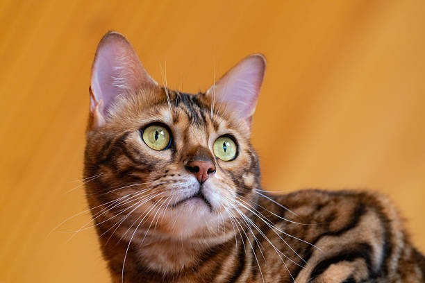 istock Portrait of a purebred Bengal cat 2234004001