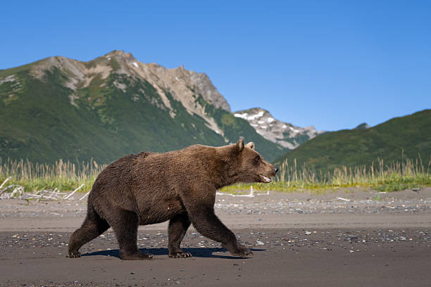 istock Large female bear in Alaska walking on the beach 2234005513