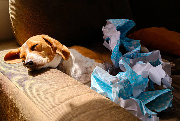 Beagle dog sleeping peacefully on a cozy sofa, nestled among shredded blue wrapping paper, enjoying the aftermath of a joyful gift-opening session filled with excitement