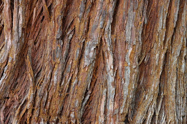 Rough, textured tree bark with a fibrous appearance. The bark displays varying shades of brown and gray, with intricate patterns formed by peeling layers. The texture is coarse and uneven, showcasing natural grooves and ridges. This detailed close-up reveals the organic complexity of tree bark, highlighting its weathered, aged characteristics. Ideal as a natural design background.