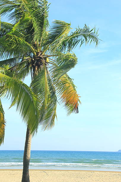 Coconut palm trees in tropical beach