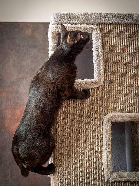 istock A black cat without a hind leg is playing merrily and jumping on a scratching post. Disabled cat 2234007244
