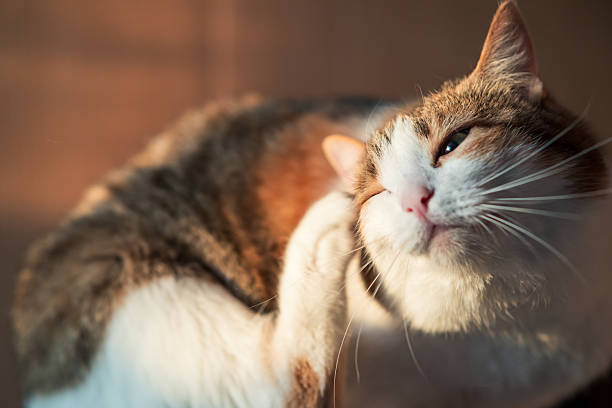 a cat scratches its head with its hind leg, a red and white cat on a box. the background is blurred. an adult cat