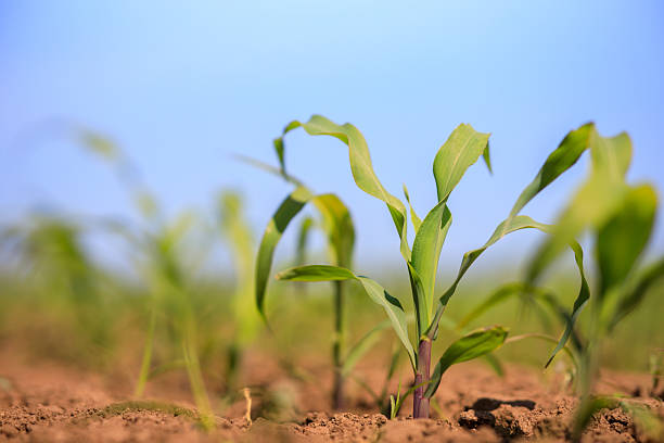 istock A field of corn is shown with a few plants in the foreground 2234008848