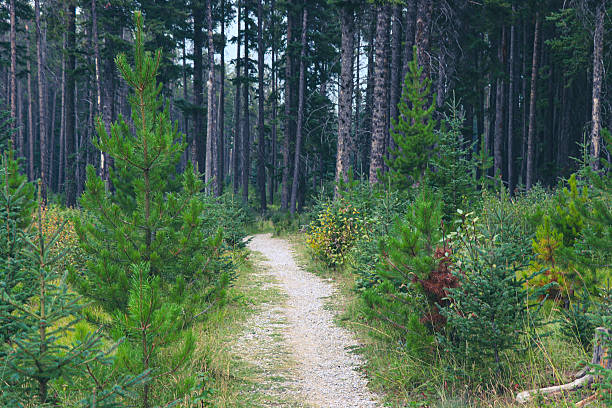 istock Serene Pine Woods and Distant Mountains 2234008999