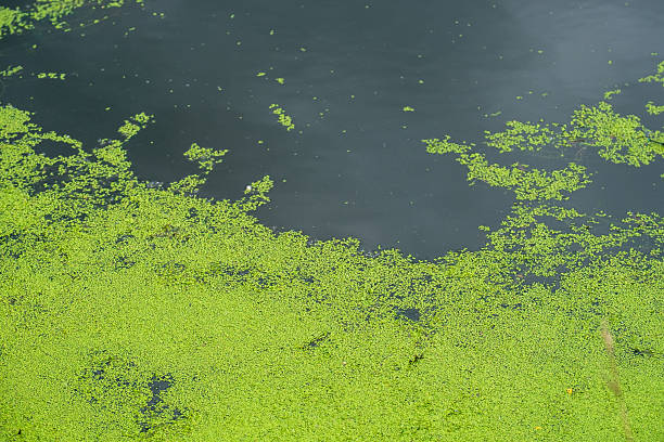 istock A body of water is covered in green algae 2234009012