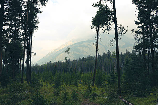 Olympic National Park