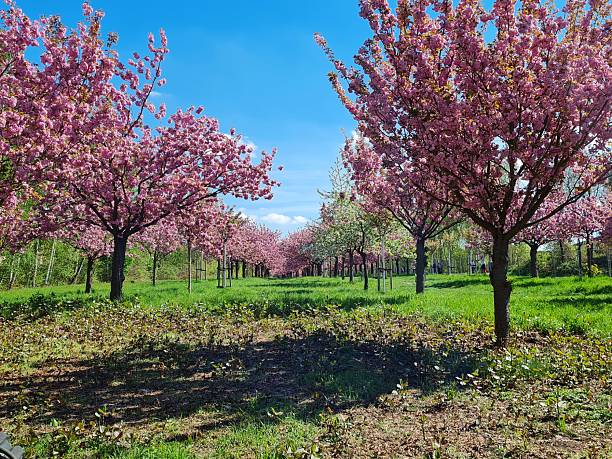 istock Japanese Cherry Blossoms in Berlin 2234009136