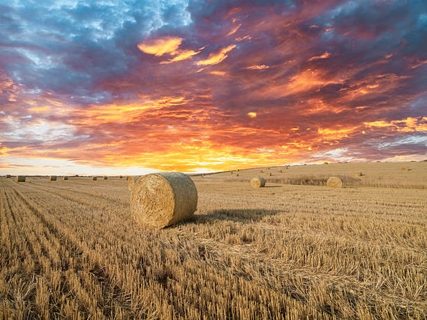 Large round bale of wheat straw