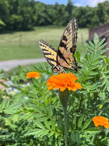 istock Eastern Tiger Swallowtail butterfly on marigold 2234013040