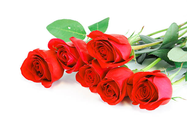 istock red roses laying on white background 2234013502